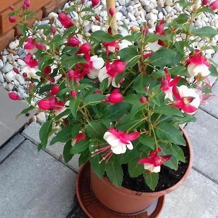 Apartmán In Im Parterre Mit Garten *