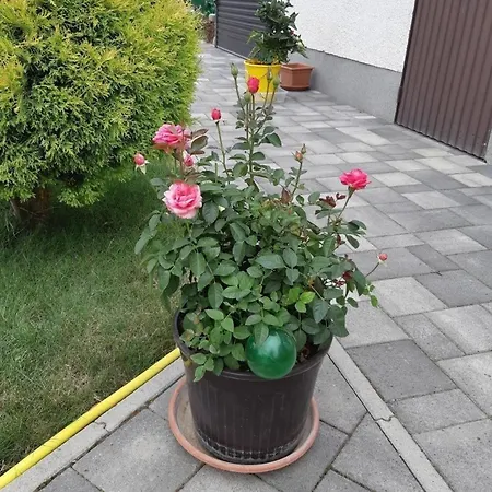 Apartmán In Im Parterre Mit Garten Bük